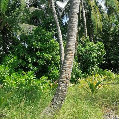 The Rose Garden House in Hithadhoo, Addu City, Maldives