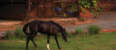 Overnatningsstedets område