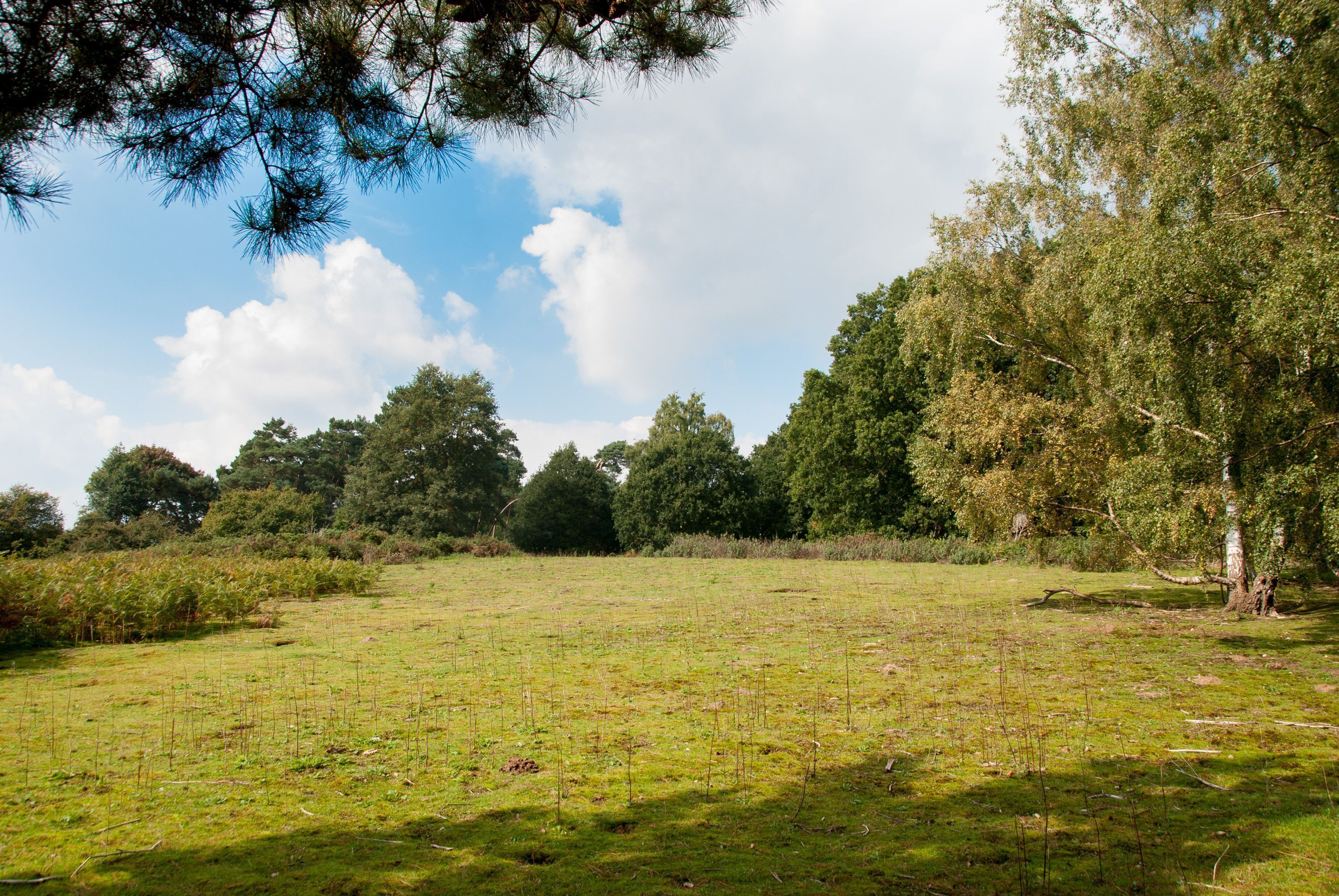 A grassy field with trees in the background.