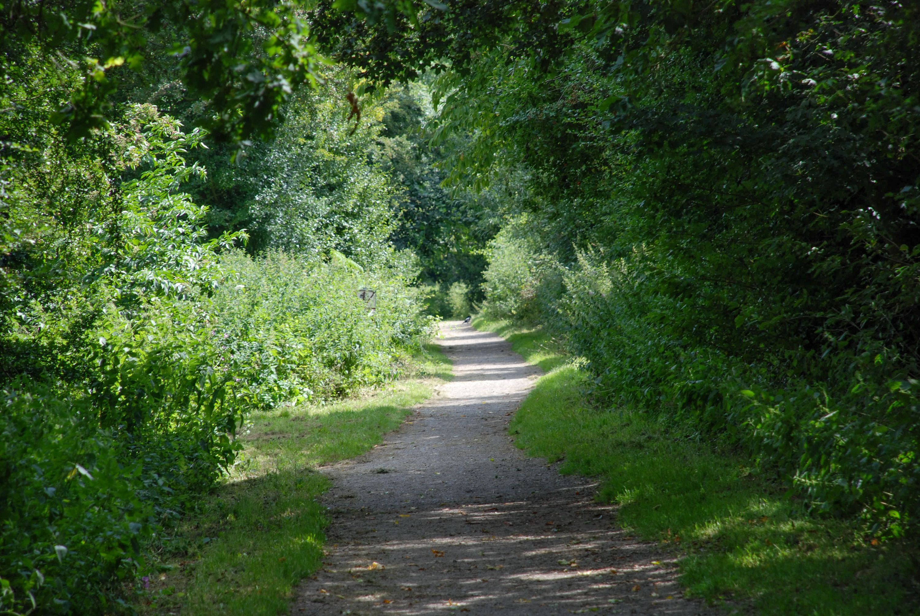 A narrow, shaded pathway surrounded by dense greenery.