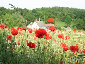 Property grounds - Mill Cottage - Escape to this beautiful cottage in its own private valley and enjoy nature. (Assington)