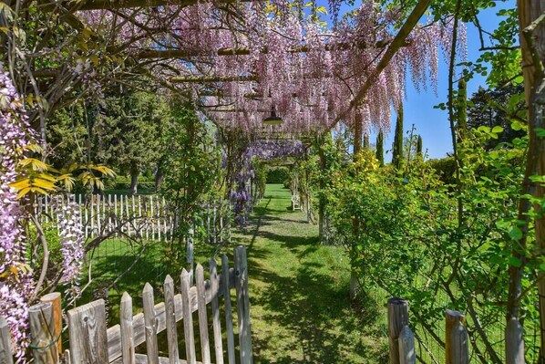 A garden pathway with a wooden fence and wisteria flowers.