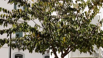 Un árbol frente a un edificio con paredes blancas y balcones.