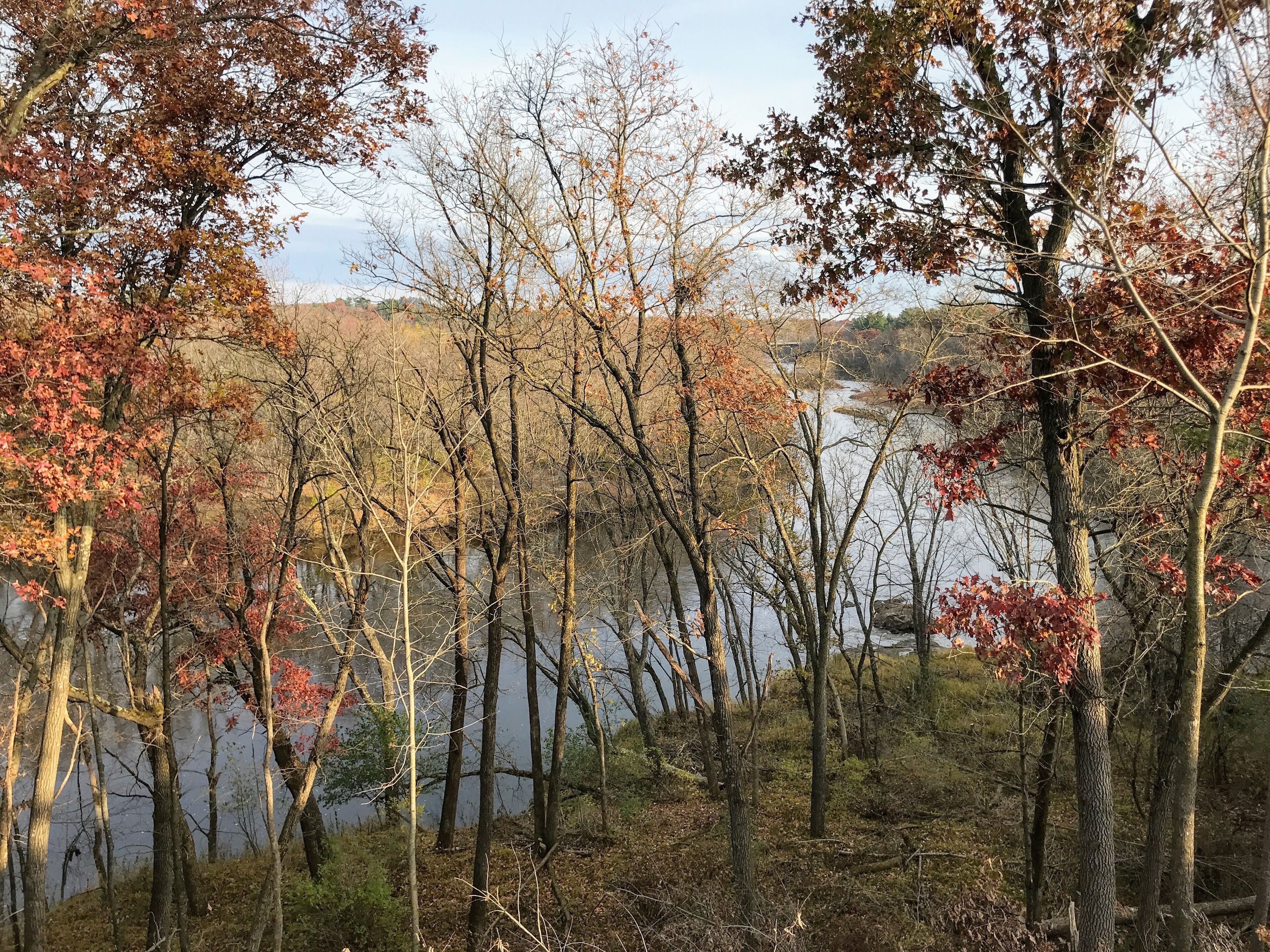 A forested area with trees and a body of water.