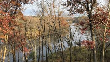 A forested area with trees and a body of water.