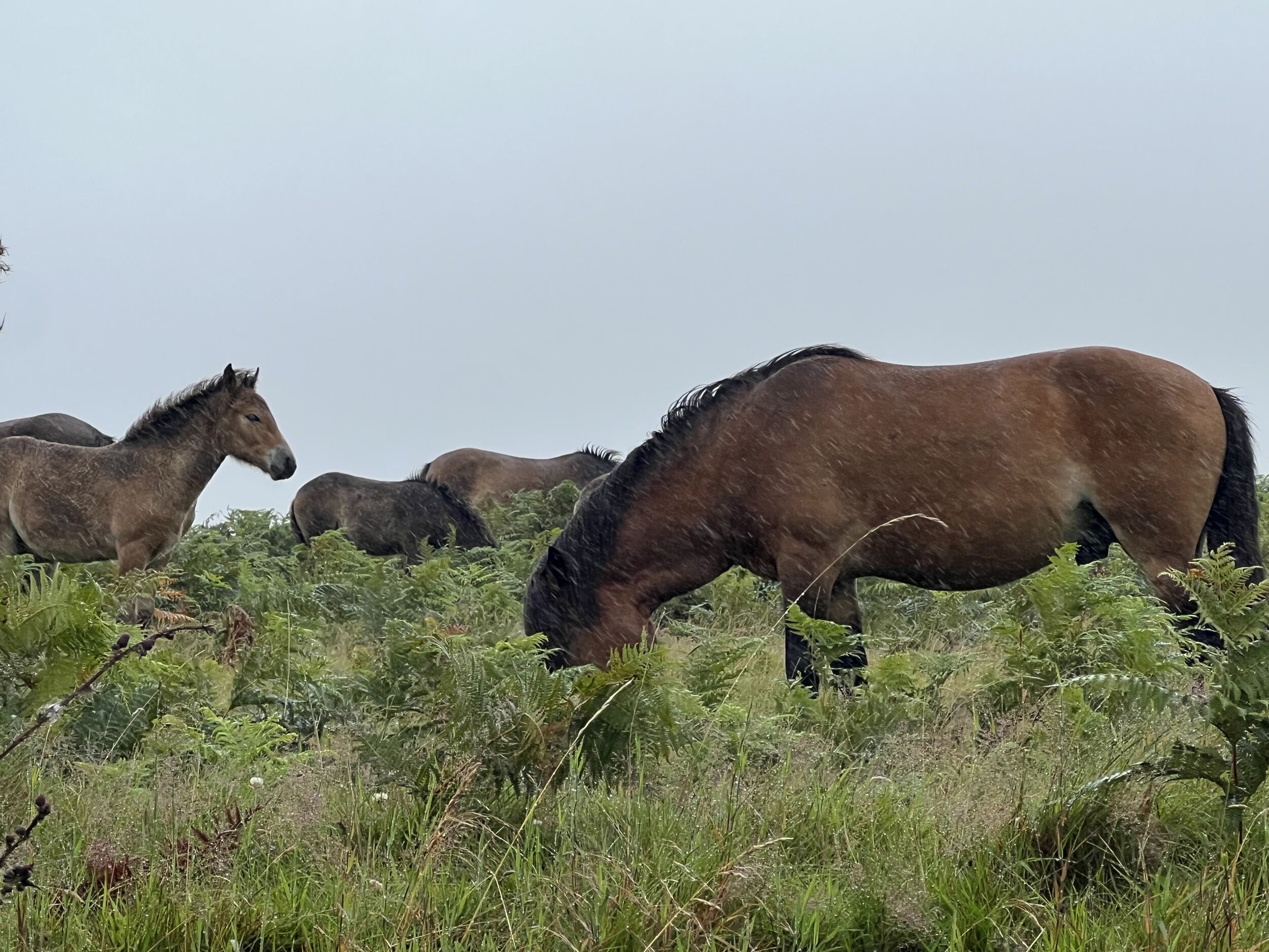A group of horses grazing in a grassy field.