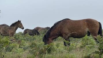 A group of horses grazing in a grassy field.