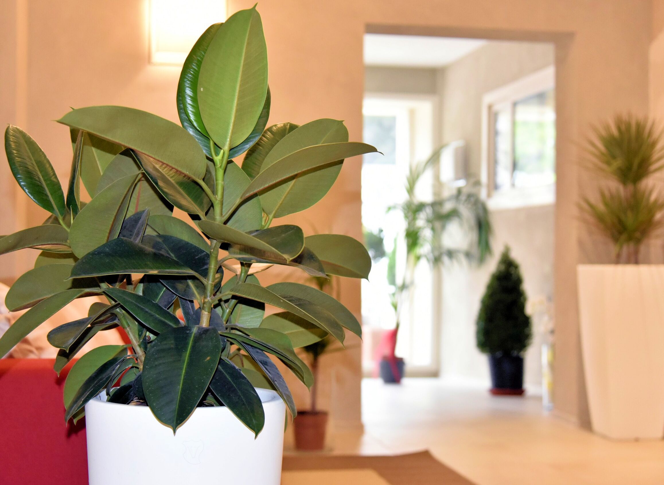 A potted plant with broad leaves in a white pot, placed in a well-lit indoor space with a neutral color scheme and a visible doorway leading to another room.