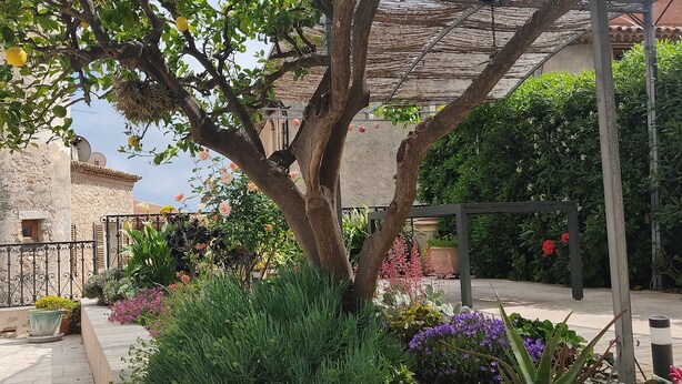 Ein Innenhof mit Baum, Kübelpflanzen und einer Pergola.