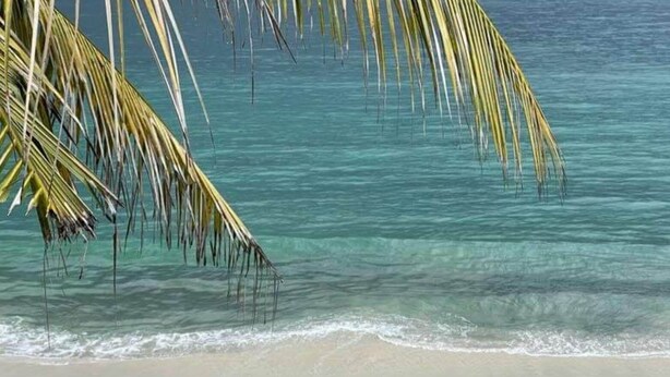 Una spiaggia con acque cristalline turchesi e una palma.