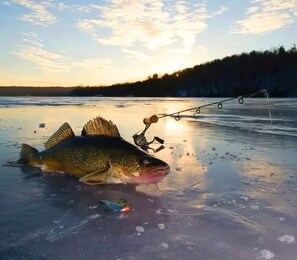 Un gros poisson sur de la glace, avec une canne à pêche à proximité.