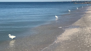 Une plage à l’eau claire où l’on peut voir plusieurs oiseaux blancs se tenant dans les eaux peu profondes.