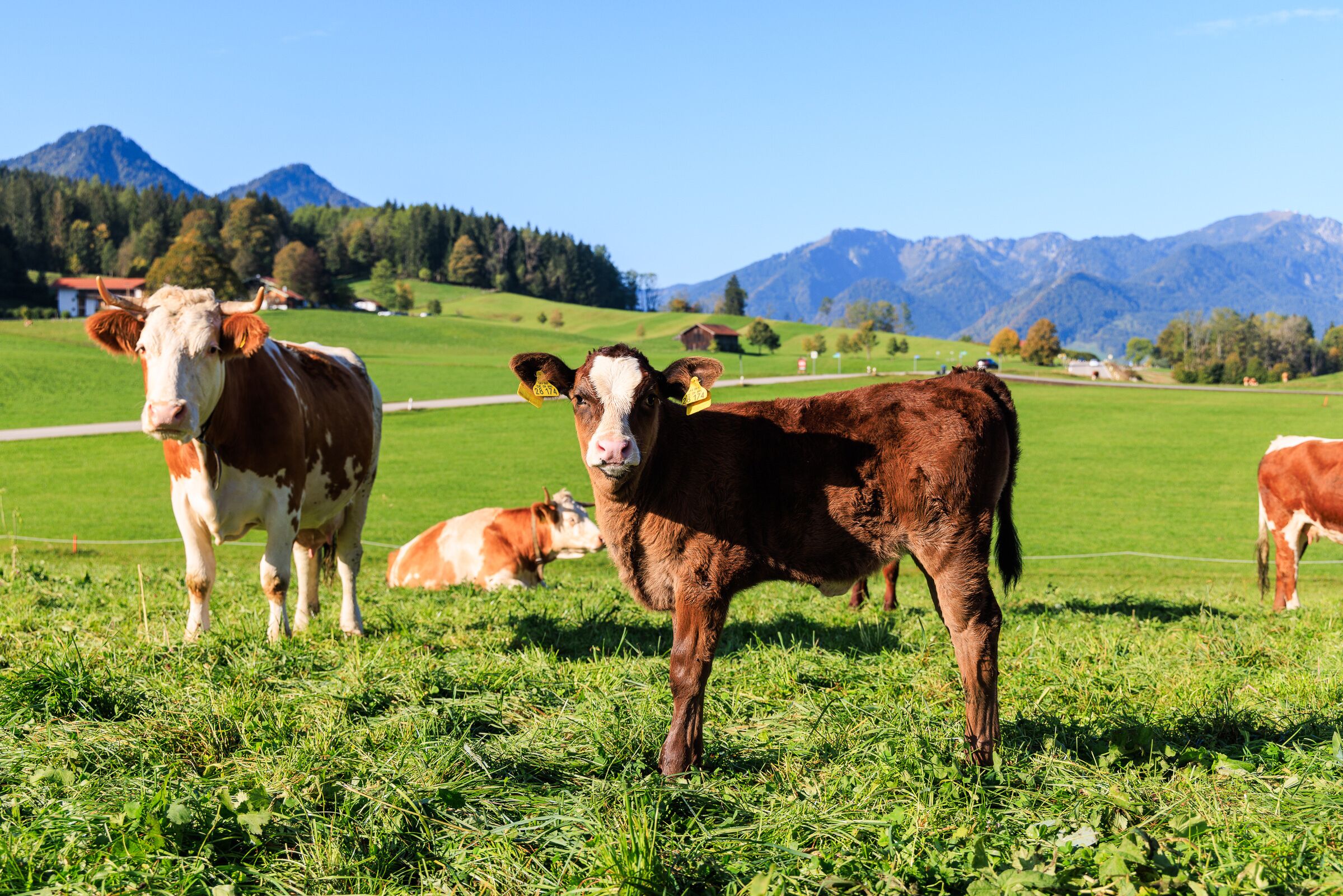 Un champ verdoyant avec des vaches et des montagnes en arrière-plan.