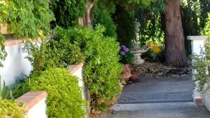 Property grounds - A Teppa - L'albizzia with terrace (Luri)