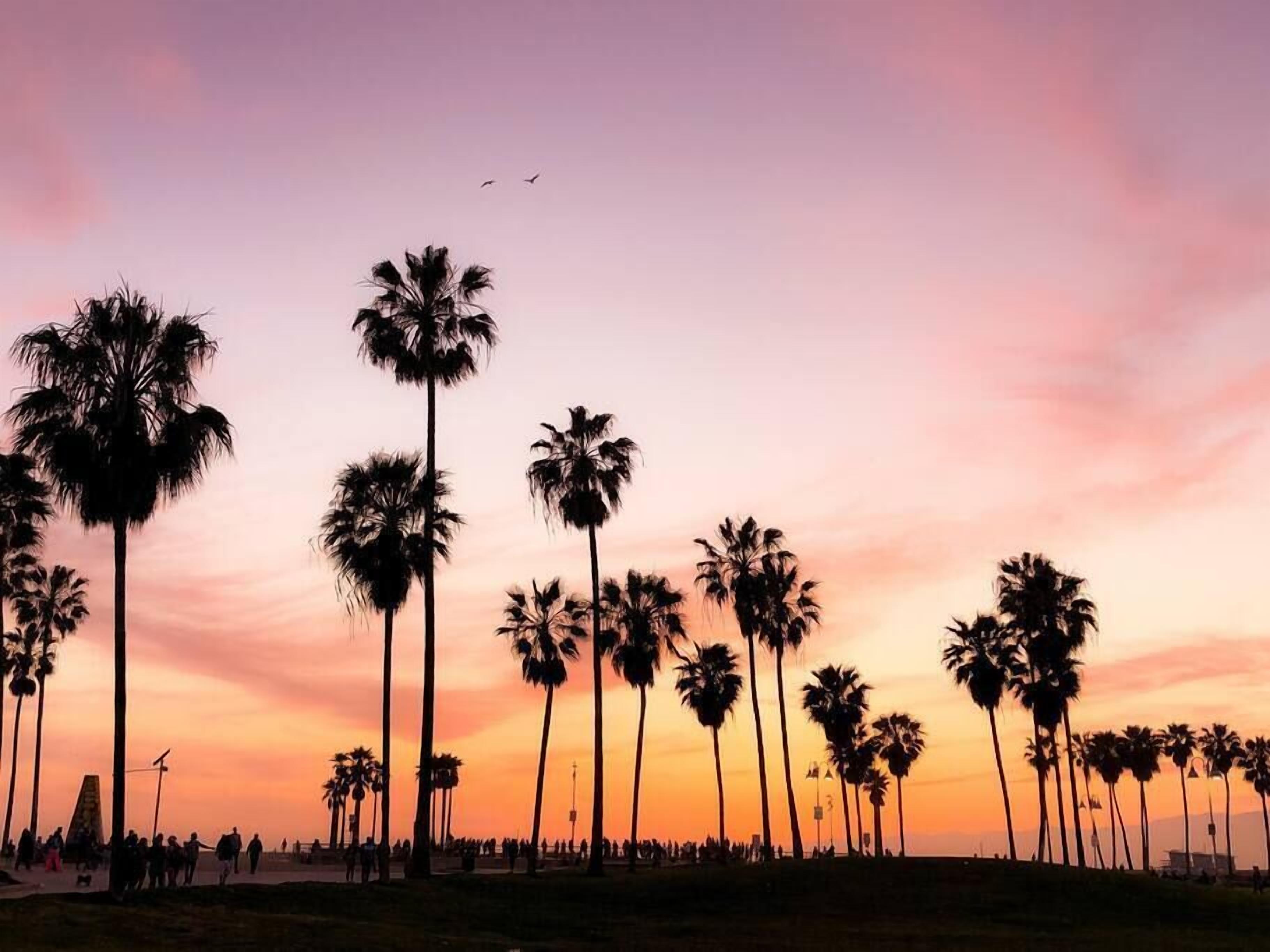 A beach with palm trees and people walking.