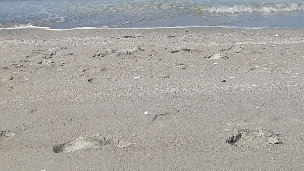 A beach with clear blue water and a sandy shore. - Artist owned home near beaches (Venice)