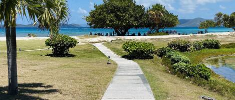 A pathway leading to a beach with a palm tree and a large tree in the foreground.