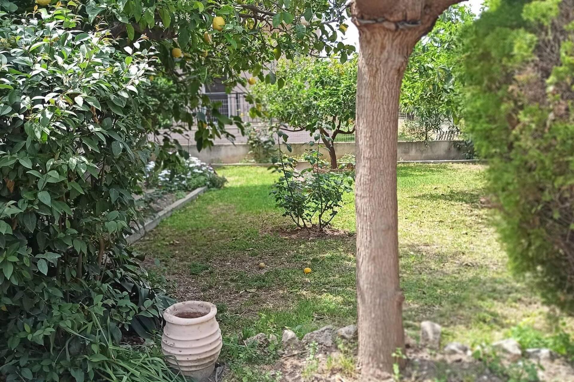 Un jardin avec un petit arbre, une plante en pot et une zone herbeuse.