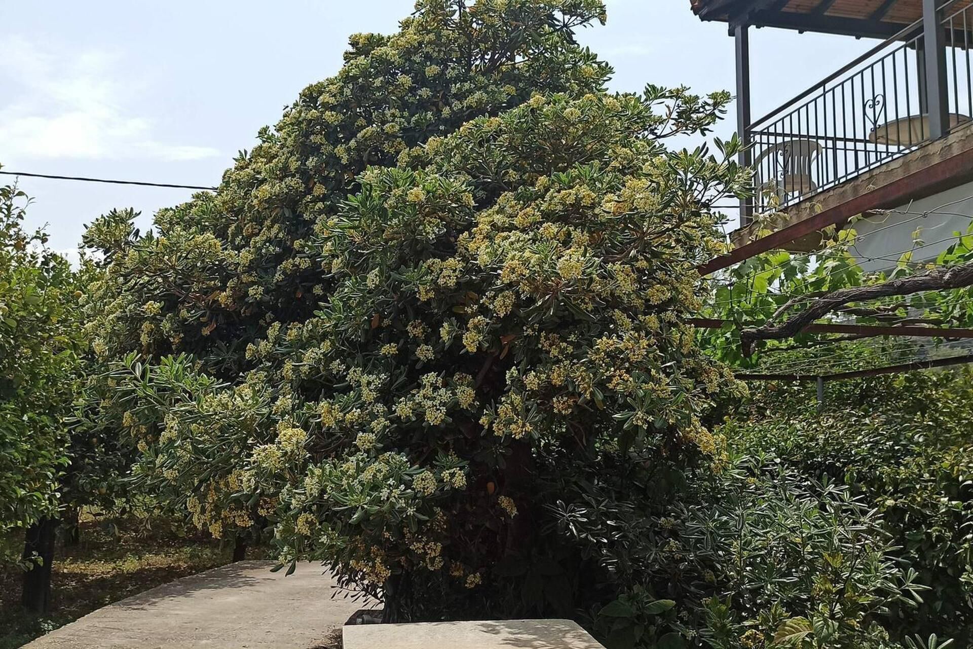 Biệt thự | Vườn