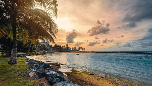 A beach with a palm tree, rocky shoreline, and calm water. - Dream Villa · Direct Beach Access · Pool · 2BR Gated · Dorado, PR (Dorado)