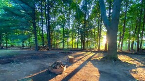 A forested area with a dirt path, wooden stumps, and a fire pit. - Renovated cabin / beach access / 1+ acre of woods (South Haven)