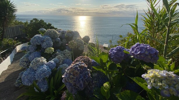 A garden with hydrangea flowers and a view of the ocean at sunset. - Unique sunrise oceans' view (Nordeste)