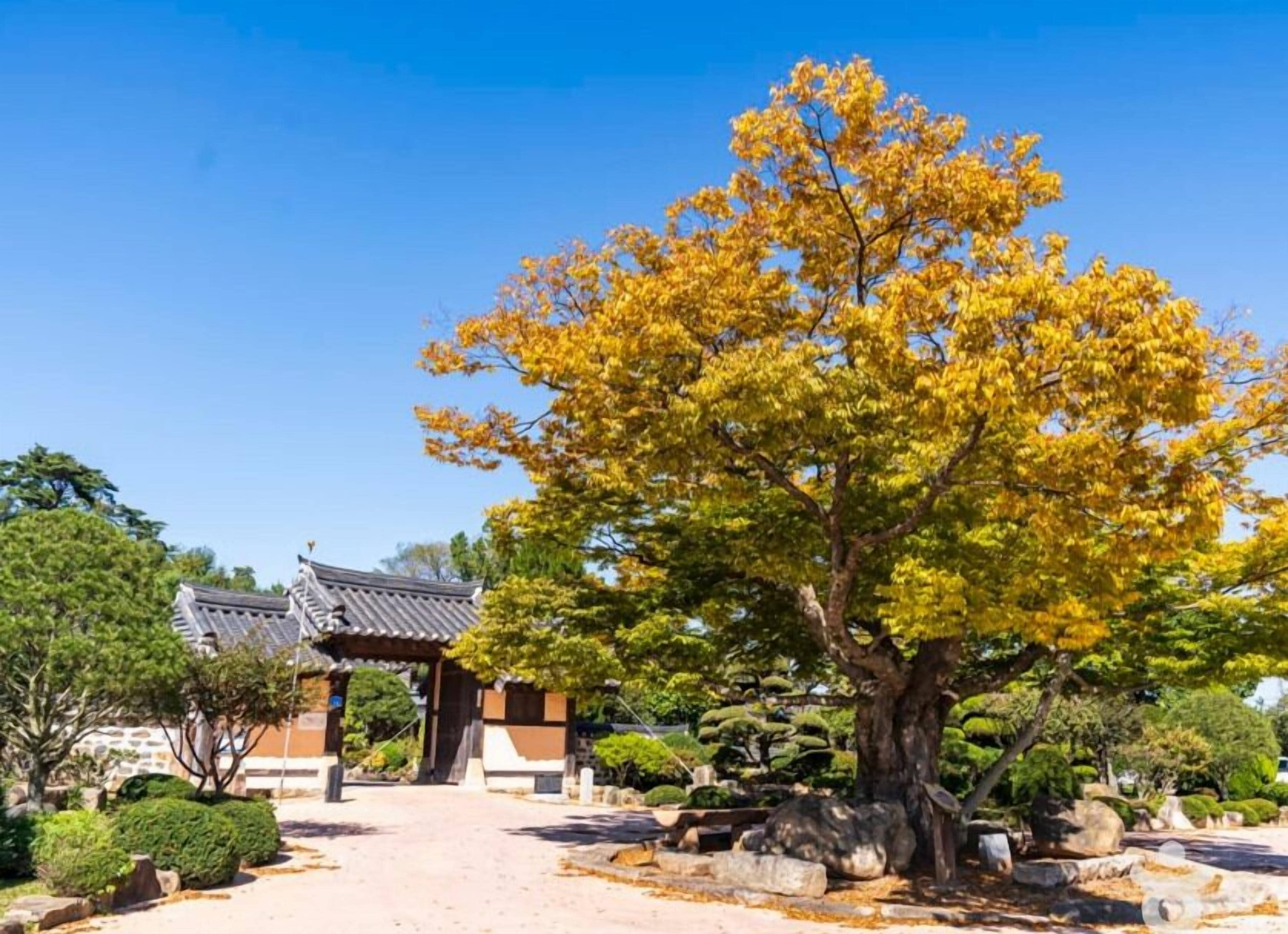 Un edificio japonés tradicional con tejado de tejas, rodeado de jardines cuidados y un gran árbol de hojas amarillas.