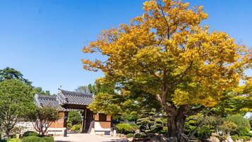 Un edificio japonés tradicional con tejado de tejas, rodeado de jardines cuidados y un gran árbol de hojas amarillas.