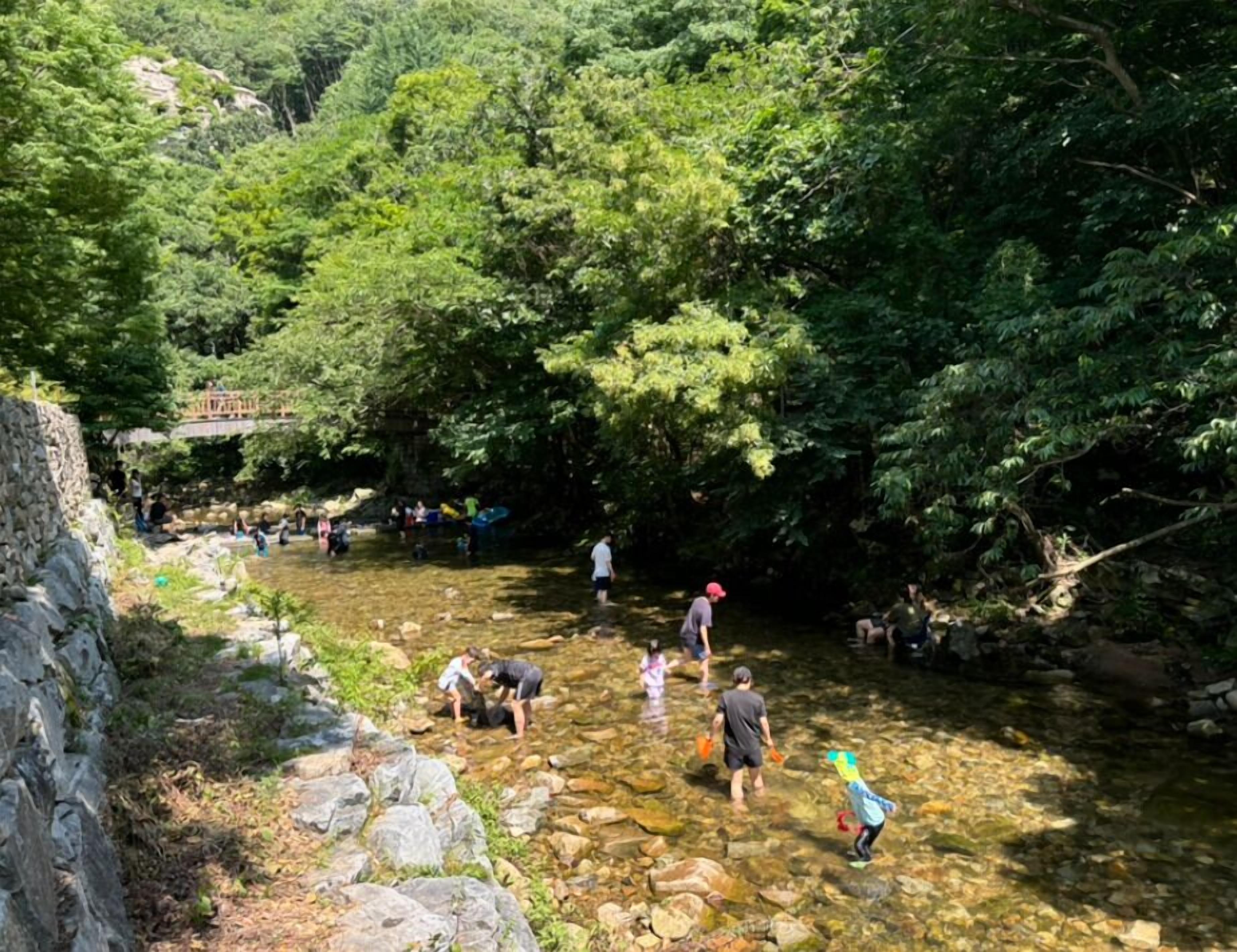 Un entorno natural con un arroyo cristalino rodeado de abundante vegetación y rocas.