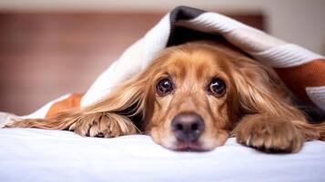 Un perro acostado en una cama con una manta.