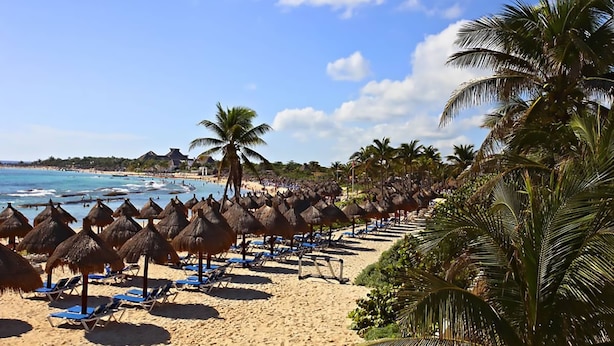 A beach with rows of thatched umbrellas and blue lounge chairs, palm trees, and a clear view of the ocean. - Apartamento Sirenis Chan 2 habitaciones (Akumal)