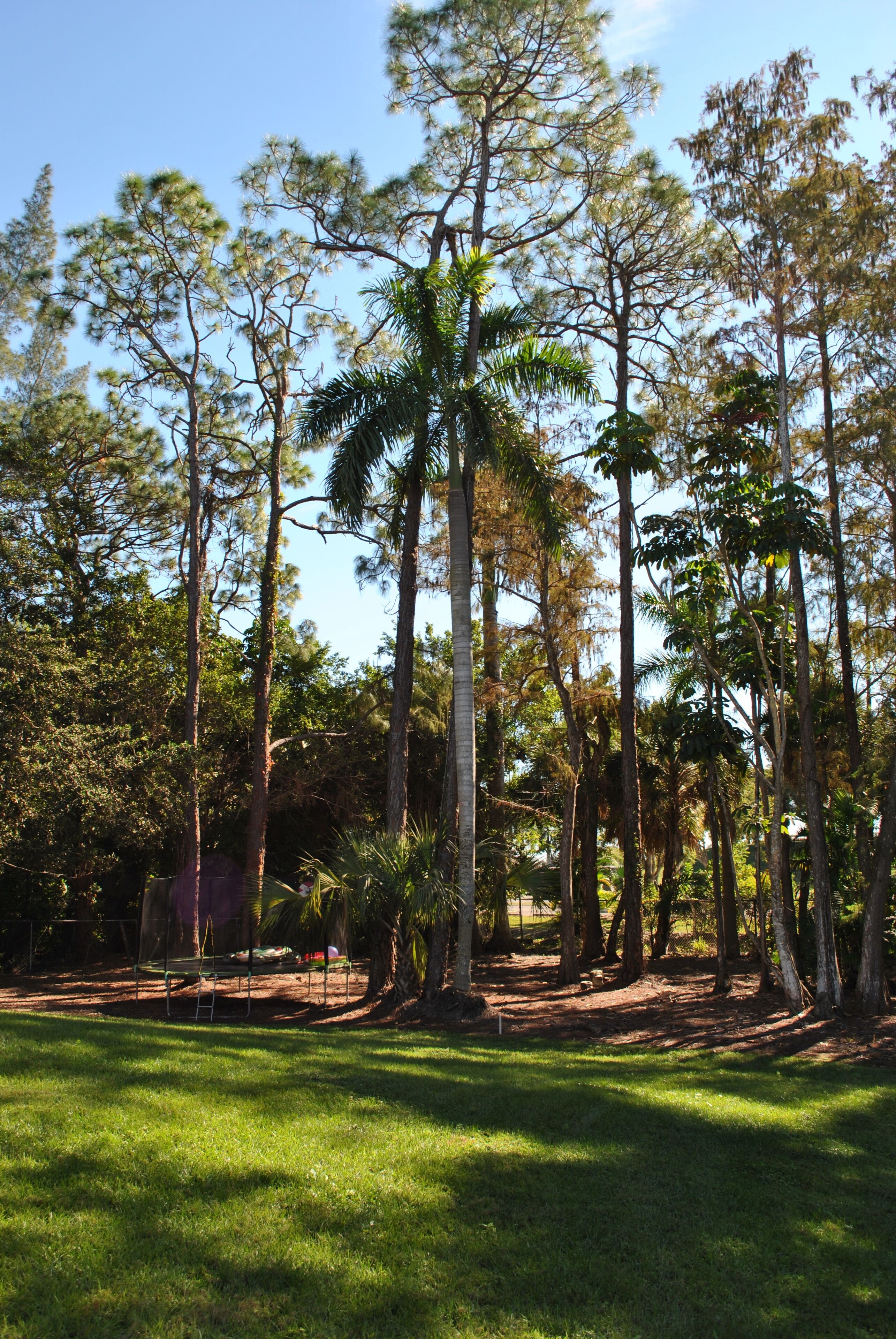 A natural landscape with tall trees and a grassy area.
