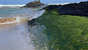ビーチの近く、サンラウンジャー、ビーチタオル