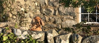 Beautiful Cottage near Harlech with ocean views