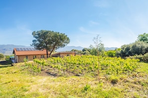 A house with a red roof, a vineyard in the foreground, and mountains in the background. - Pet-Friendly Villa "Tuccios" with Garden, Terrace & Wi-Fi (Solicchiata, CT, Italia)