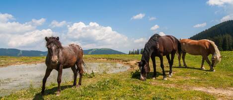 A group of horses grazing in a grassy field with a clear sky and mountains in the background.