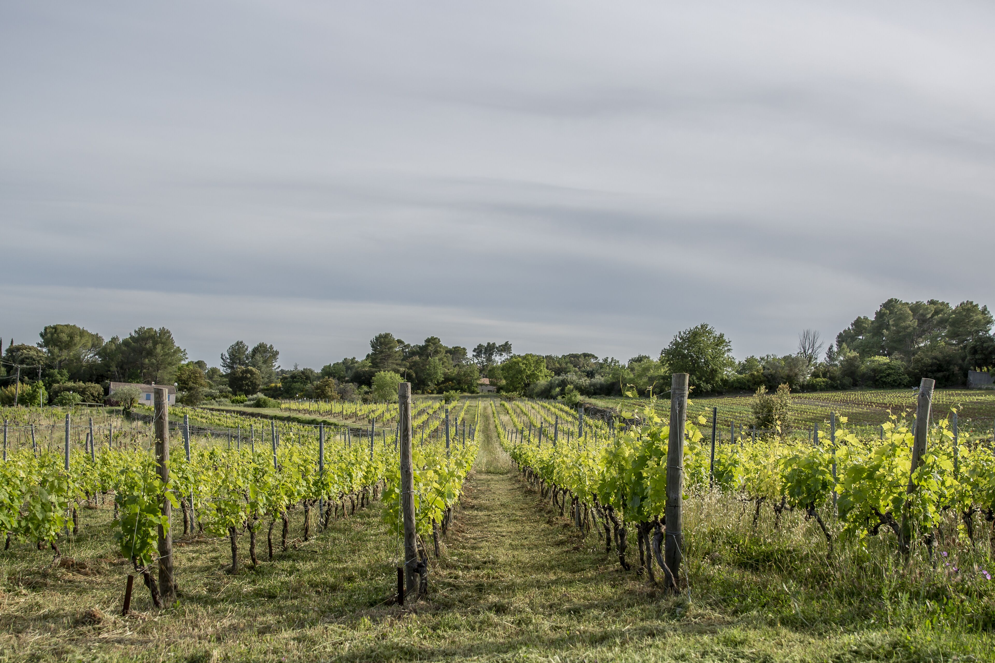 A vineyard with rows of grapevines and a clear path between them.