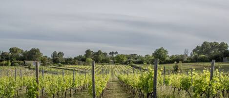 A vineyard with rows of grapevines and a clear path between them.