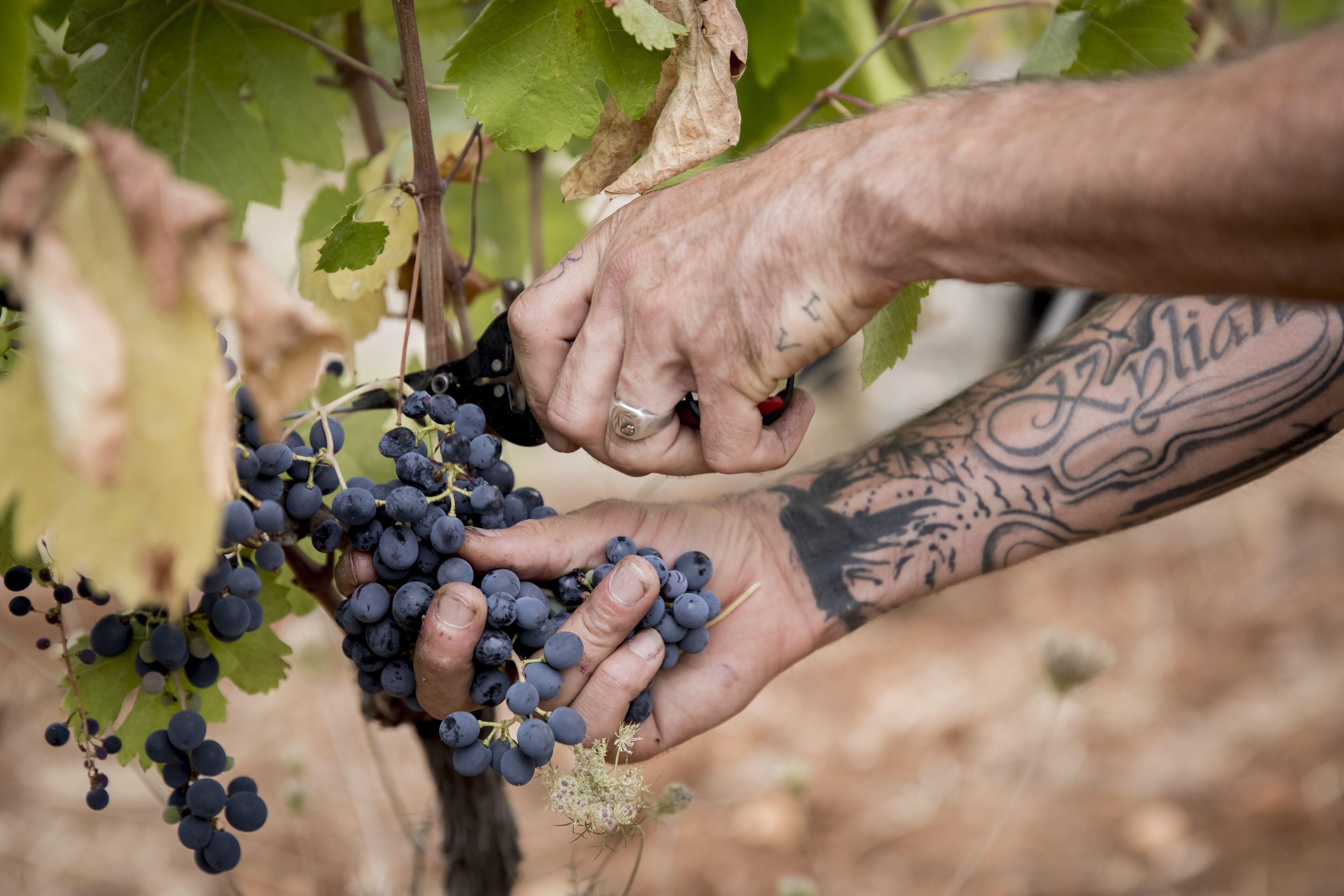 A person harvesting grapes from a vine.