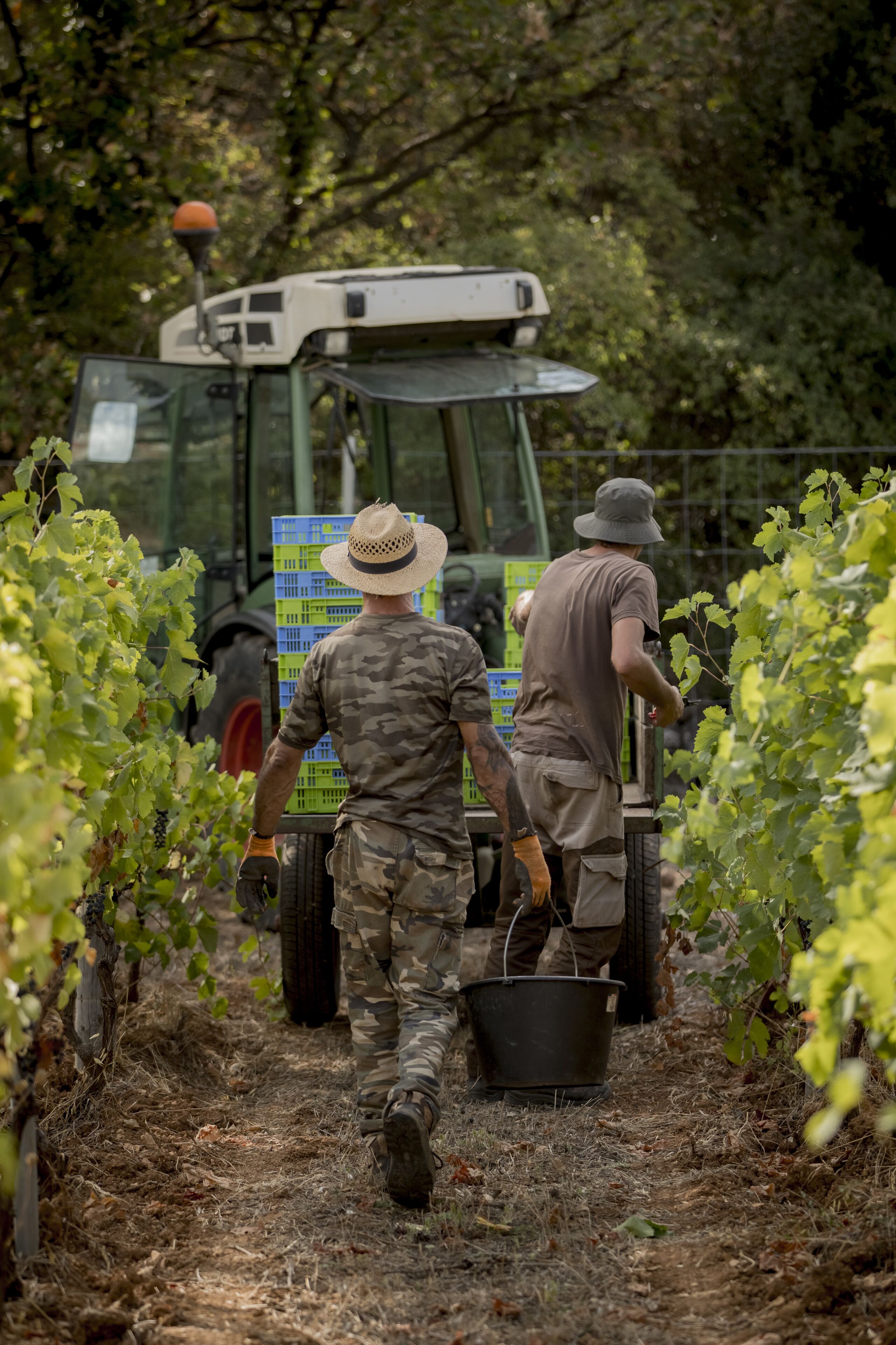 Two people walking in a vineyard with a vehicle in the background.