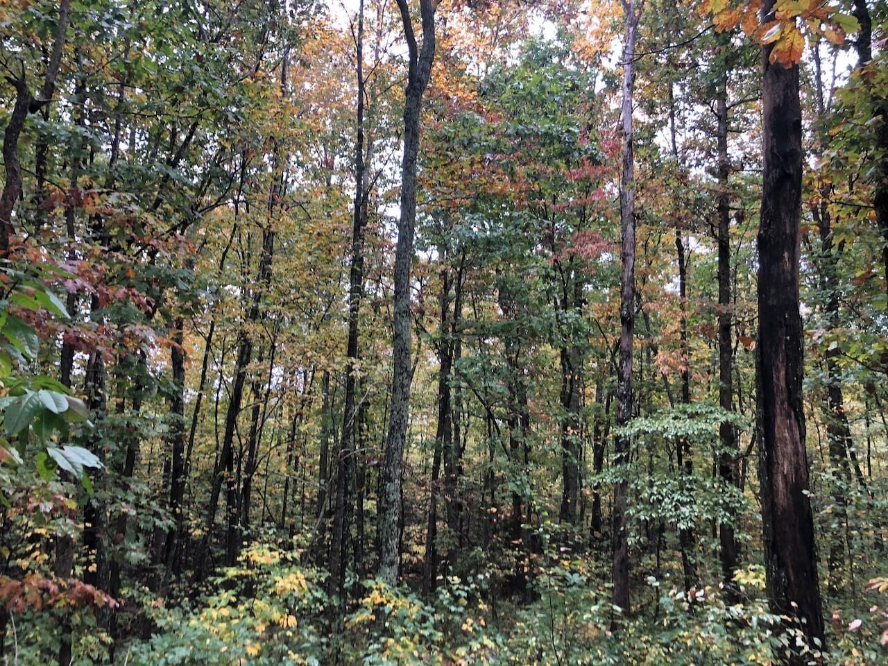 A dense forest with tall trees and undergrowth.