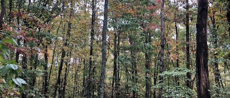 Une forêt dense, avec de grands arbres et un sous-bois touffu.