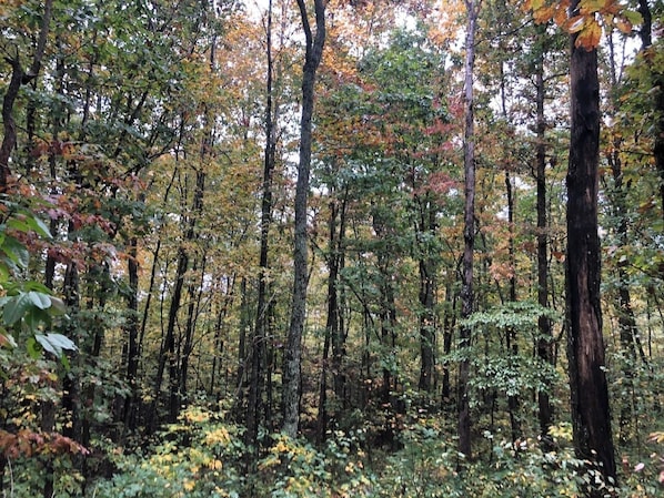 Un bosque denso con árboles altos y vegetación abundante.