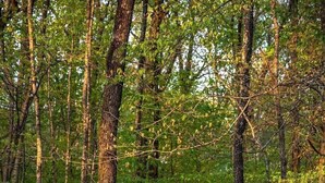 Una cabaña de madera rústica ubicada en un bosque.
