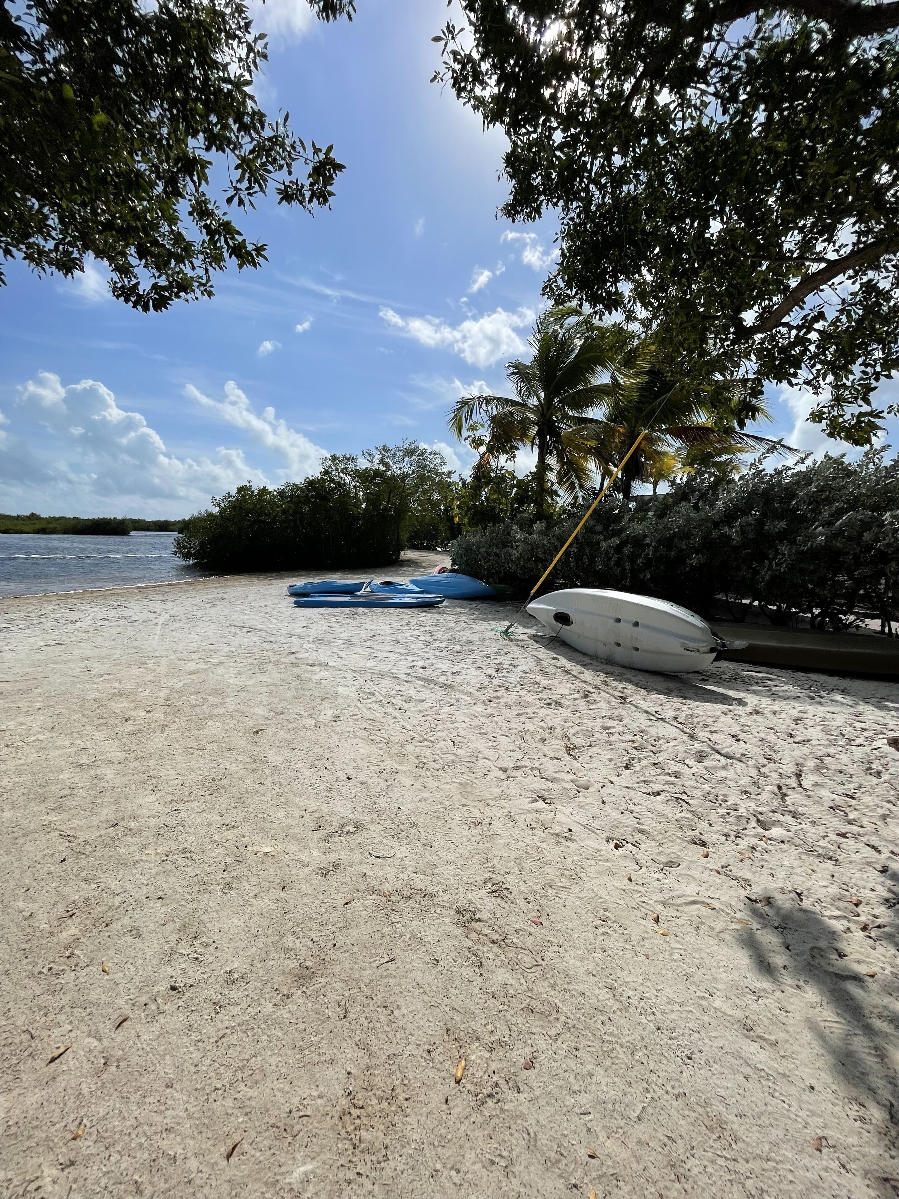 A sandy beach with boats and a palm tree.
