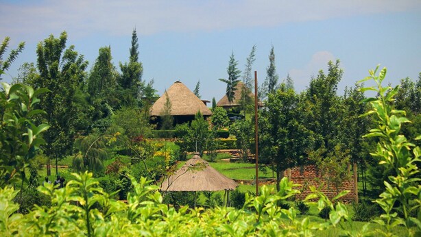 A traditional thatched-roof house surrounded by lush greenery and trees. - Nguge Hills Lodge & Wellness Retreat (Nyamboyo)