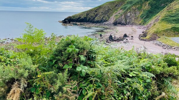 A coastal landscape with a rocky beach, lush greenery, and a clear sky.