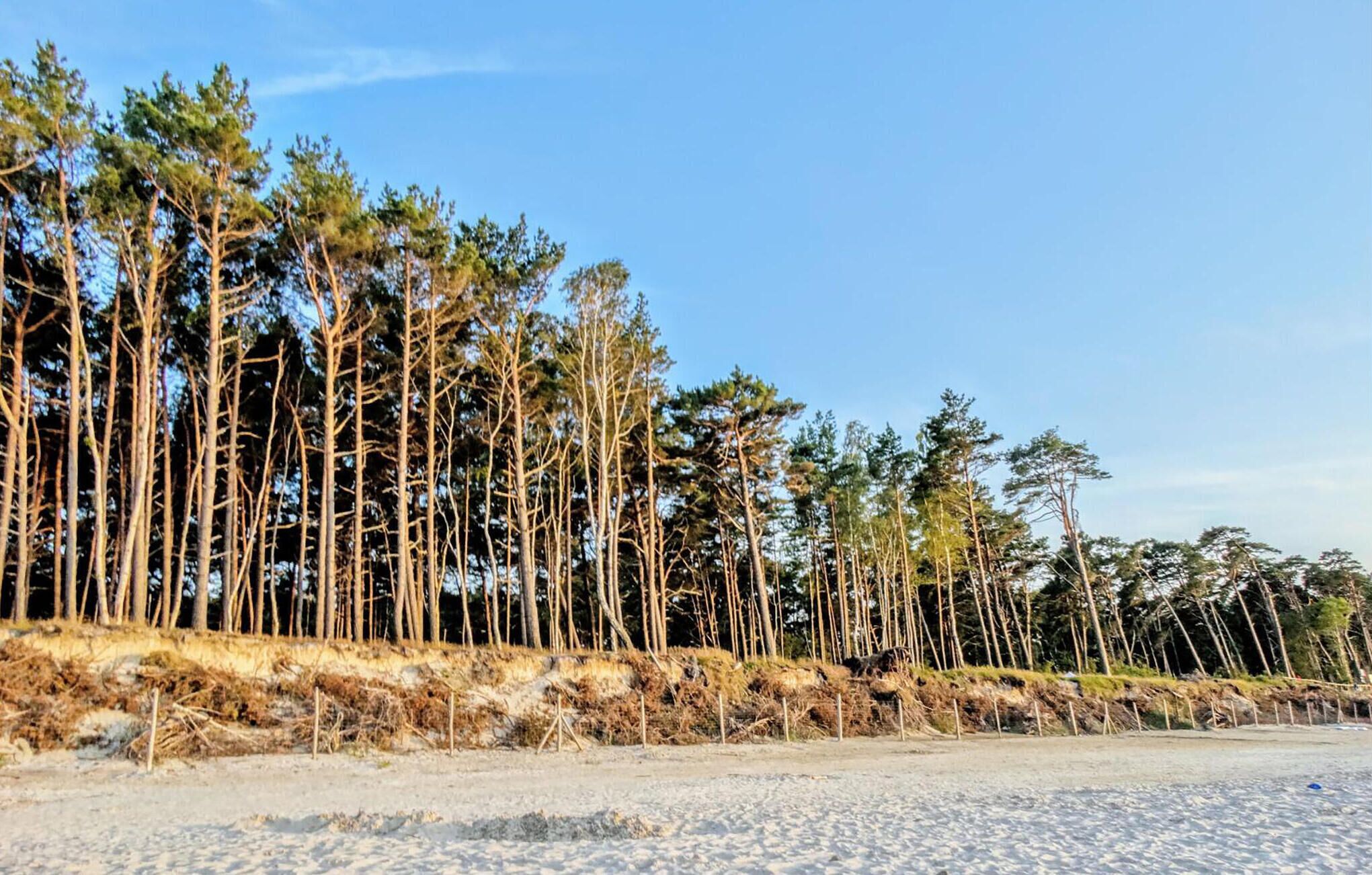 A beach with tall pine trees and a sandy shoreline.