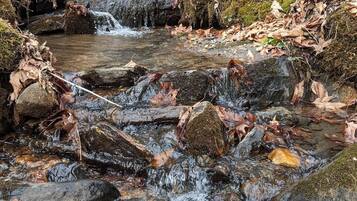 A natural outdoor setting with a stream flowing over rocks, surrounded by fallen leaves and forested area.