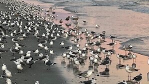 Een strandscène met veel vogels, een zonsondergang en een rustige zee.